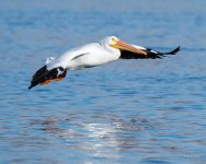 PelicanLanding-300.jpg