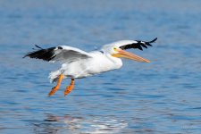 PelicanLanding-301.jpg