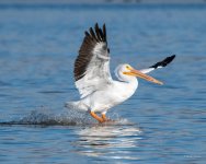 PelicanLanding-302.jpg