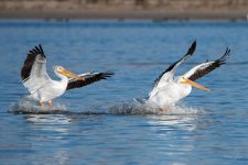 PelicanLanding-303.jpg