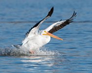 PelicanLanding-304.jpg