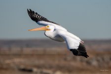 PelicanFlight-346.jpg