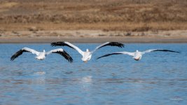PelicanFlight-347.jpg