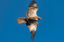 Hawk 2b.jpg