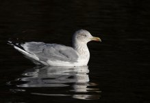 DSC_8198.jpg