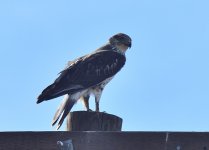 _ROY4619_02.jpg