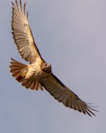 RLW_5496.jpg