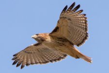 RLW_5488.jpg