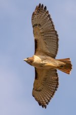 RLW_5492.jpg