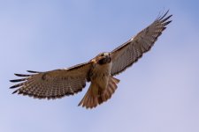 AHW_5117.jpg