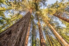 Redwoods.jpg