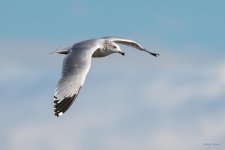 GullFlight-315.jpg