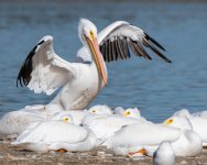Pelican-353.jpg
