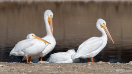 Pelican-355.jpg