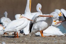 Pelican-356.jpg