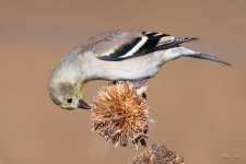 Goldfinch-315.jpg