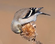 Goldfinch-316.jpg