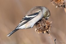 Goldfinch-317.jpg
