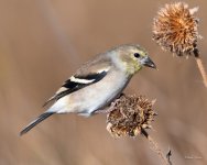 Goldfinch-318.jpg