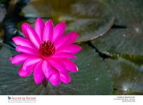 purple-lotus-2.jpg