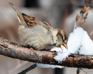 EatSnow-300.jpg