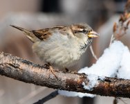EatSnow-301.jpg