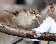 EatSnow-302.jpg