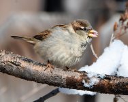 EatSnow-303.jpg