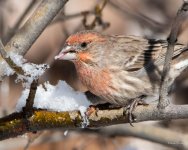 EatSnow-305.jpg