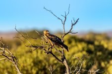 Hawk a1.jpg