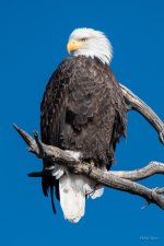 Bald-336.jpg