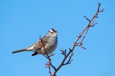WhiteCappedSparrow-320.jpg