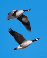 GeeseFlight-300.jpg