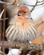 HouseFinch-345.jpg