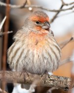 HouseFinch-346.jpg
