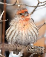 HouseFinch-347.jpg