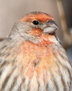 HouseFinch-349.jpg