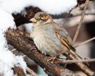HouseSparrow-330.jpg