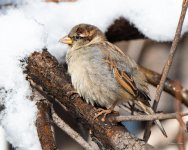 HouseSparrow-331.jpg