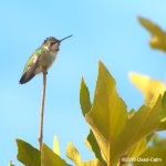 hummingbird N 500_7175.jpg