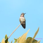 hummingbird N FB 500_7179.jpg