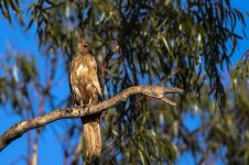 Hawk On Branch 1a.jpg