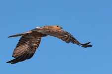 Hawk Eye A1.jpg