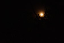 moon-behind-tree-2.jpg