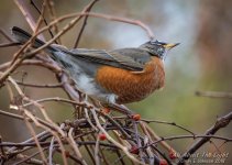 _DSC1235 low res.jpg