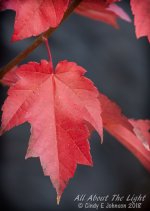 _DSC1255 low res.jpg