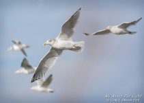 _DSC1211 low res.jpg