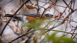 _DSC1236 low res.jpg