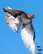 HawkFlight-300.jpg
