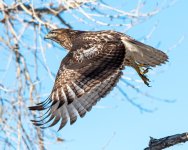 HawkFlight-301.jpg